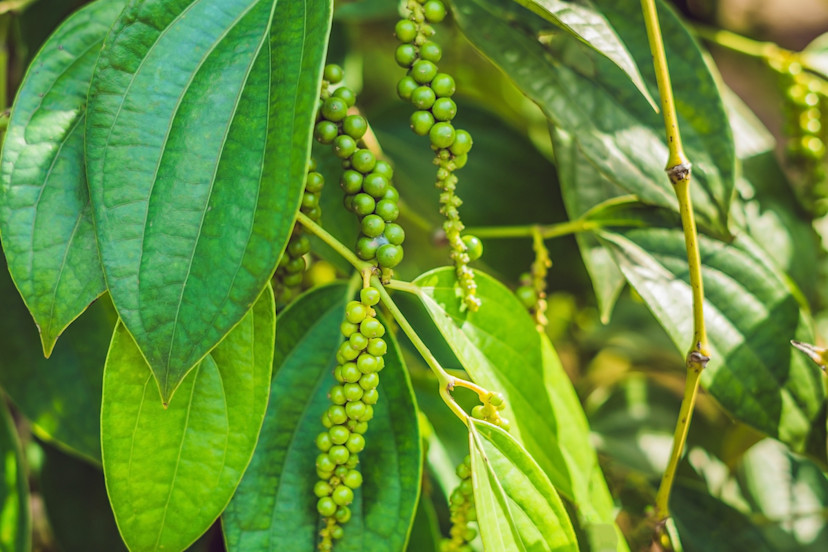 Black Pepper Plants 6 Tips for Peppercorn Plant Care 2024 MasterClass