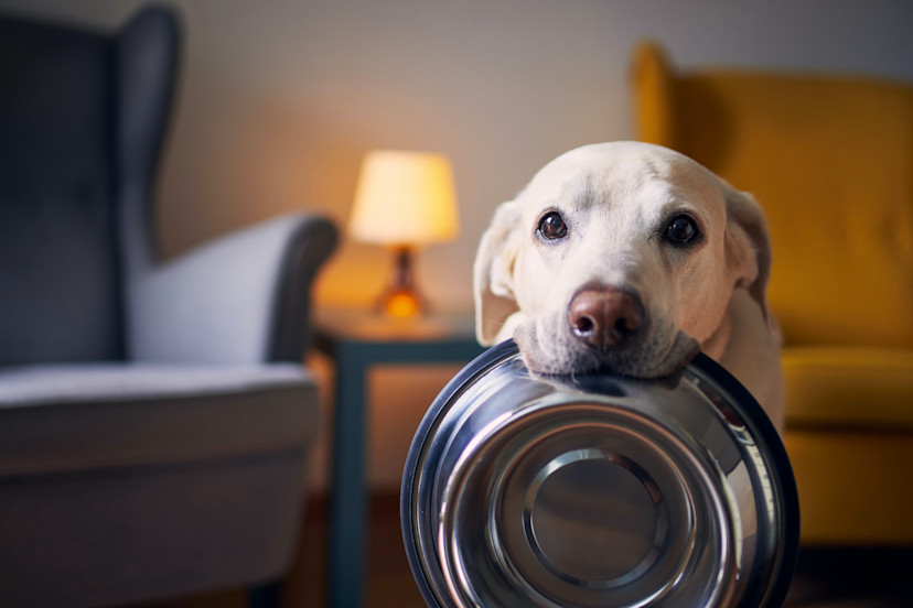 Can Dogs Eat Brazil Nuts? 3 Health Risks for Dogs 2024 MasterClass