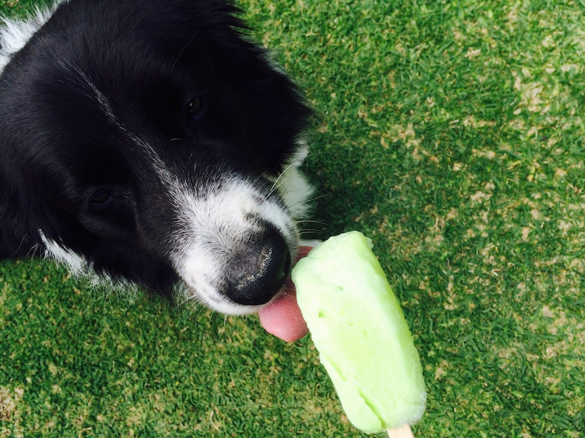 how to eat a dog popsicle: a photo essay