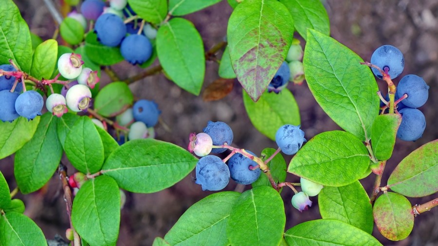 How To Grow Blueberries In A Container Garden 2021 Masterclass