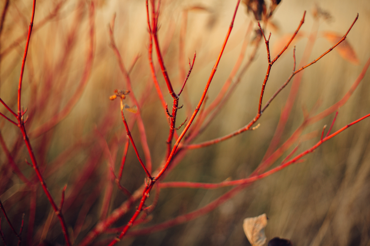 Когда на темно красных ветках появляются. Красные стебли. Дерен Макросъемка. Дерен лист Макросъемка. Дерен белый уход осенью подготовка к зиме.