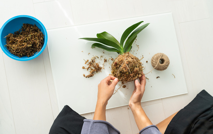 DIY Kokedama String Balls: How to Make a Japanese Moss Ball - 2026 ...