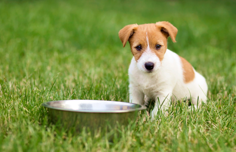Can Dogs Eat Onions? Why You Shouldn’t Feed Your Dog Onions - 2024 ...