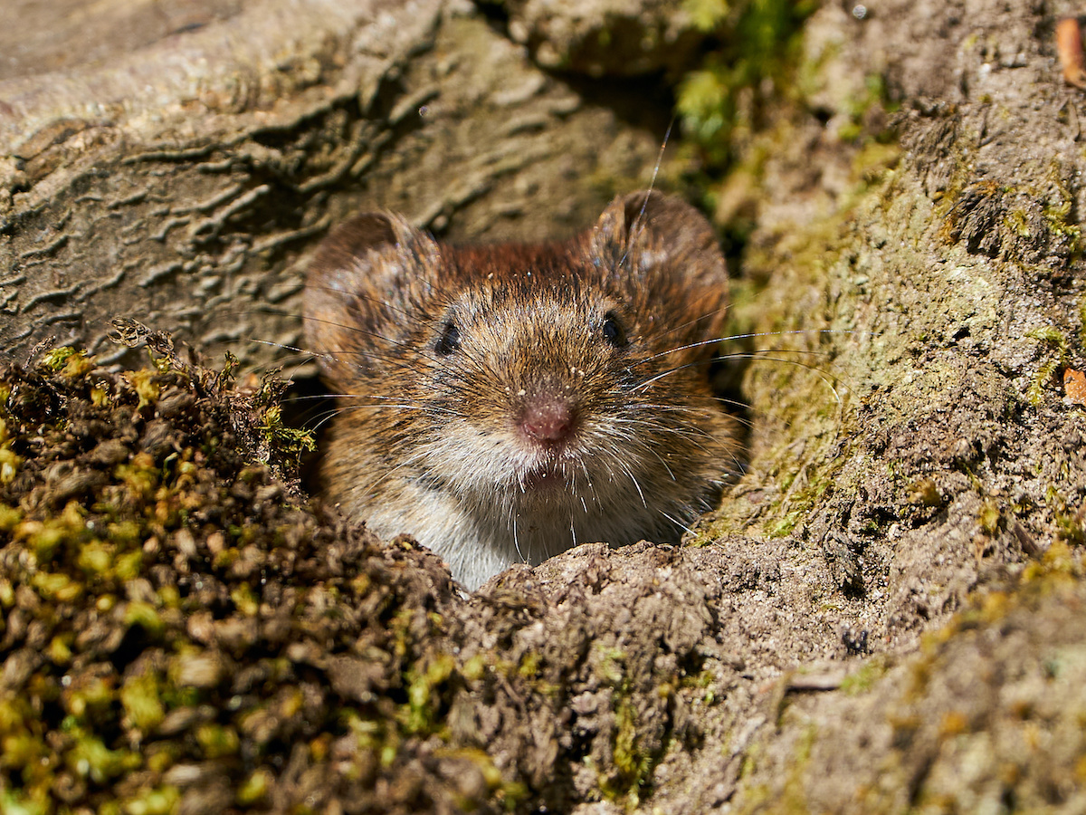 How to Kill Voles: 3 Effective Methods