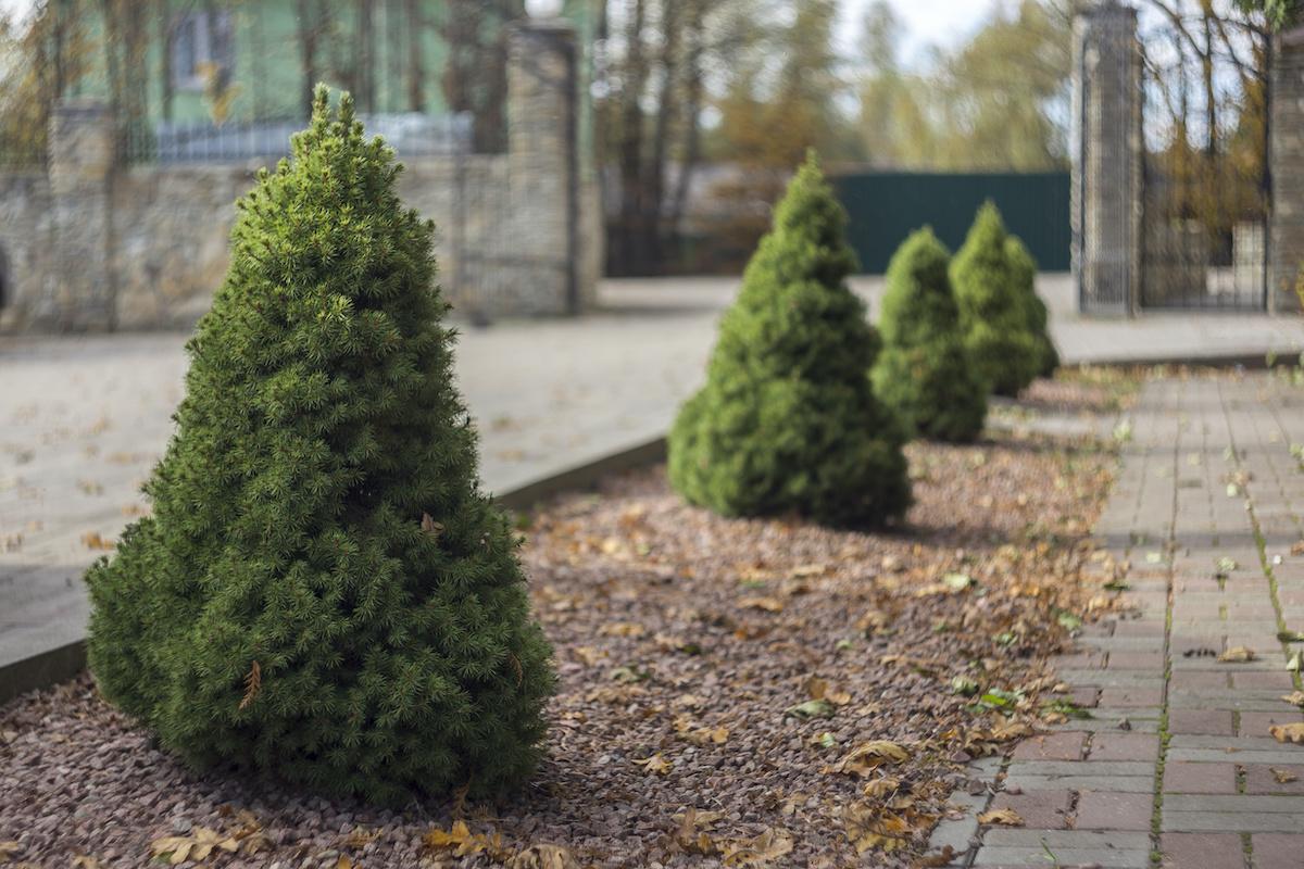 Dwarf Evergreen Trees: 15 Exceptional Choices for the Yard and Garden