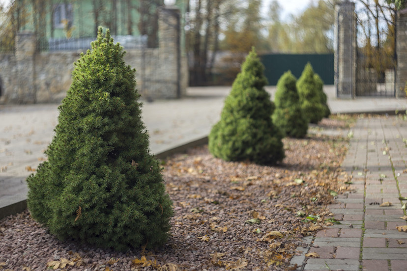 9 Dwarf Evergreen Trees to Grow in Your Yard 2024 MasterClass