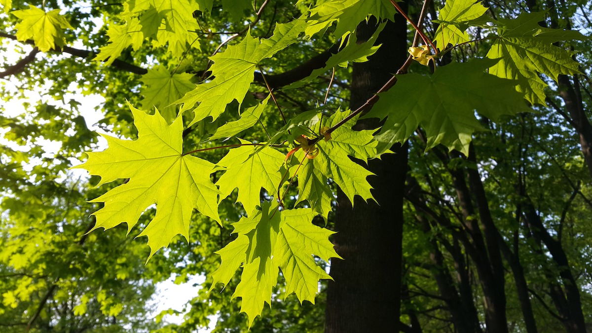 6 Types of Maple Trees You Might Find on Your Property