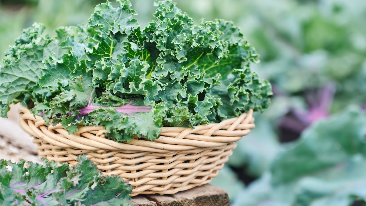 Kale Companion Planting Guide 7 Plants to Pair With Kale 2022