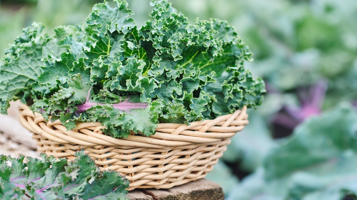 Kale Companion Planting Guide 7 Plants to Pair With Kale 2024