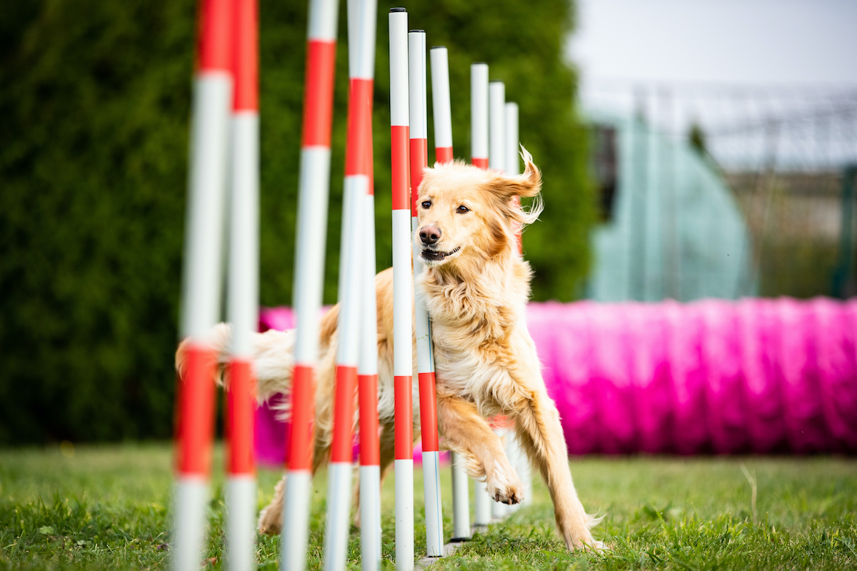 Training Dog Agility  Dog agility course, Dog agility, Dog