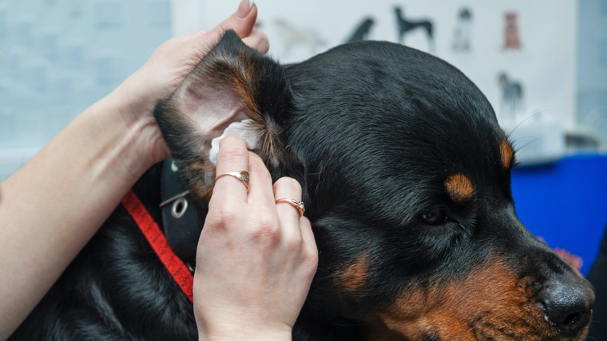 how to clean wax buildup in dog ears