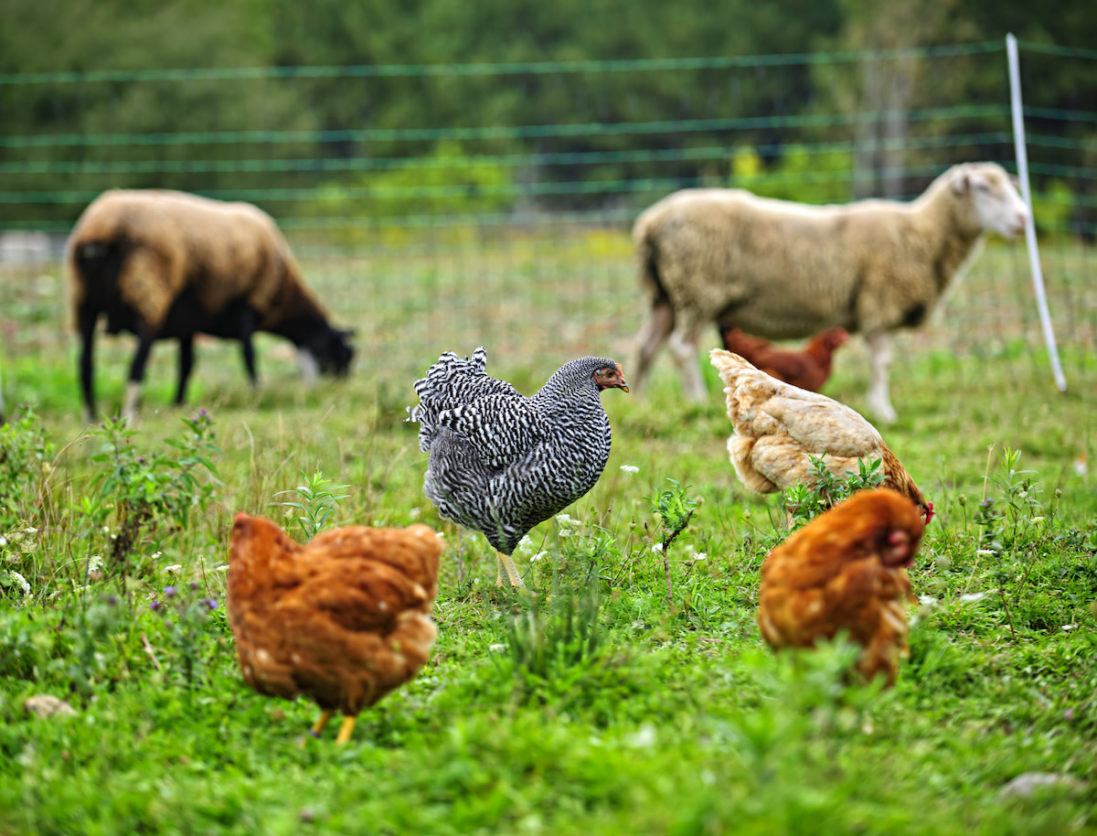 Biodynamic Farming Principles Of Biodynamic Agriculture biodynamic-farming-principles-of-biodynamic-agriculture