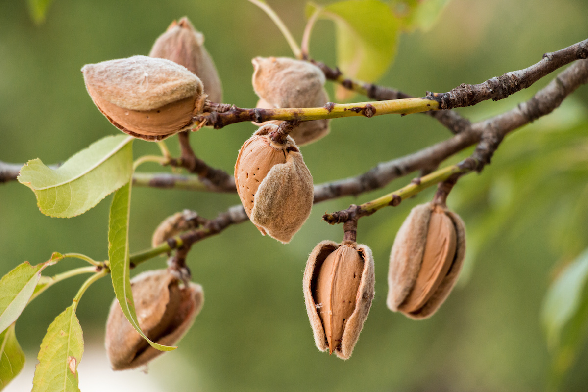 Almond Tree Guide How to Plant and Grow an Almond Tree   20 ...
