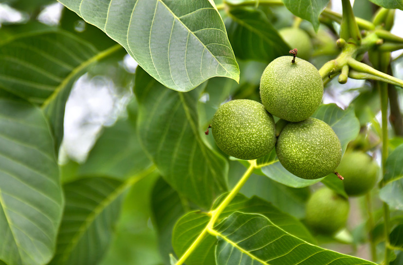 Butternut Tree Grow Guide How to Grow a Butternut Tree 2024