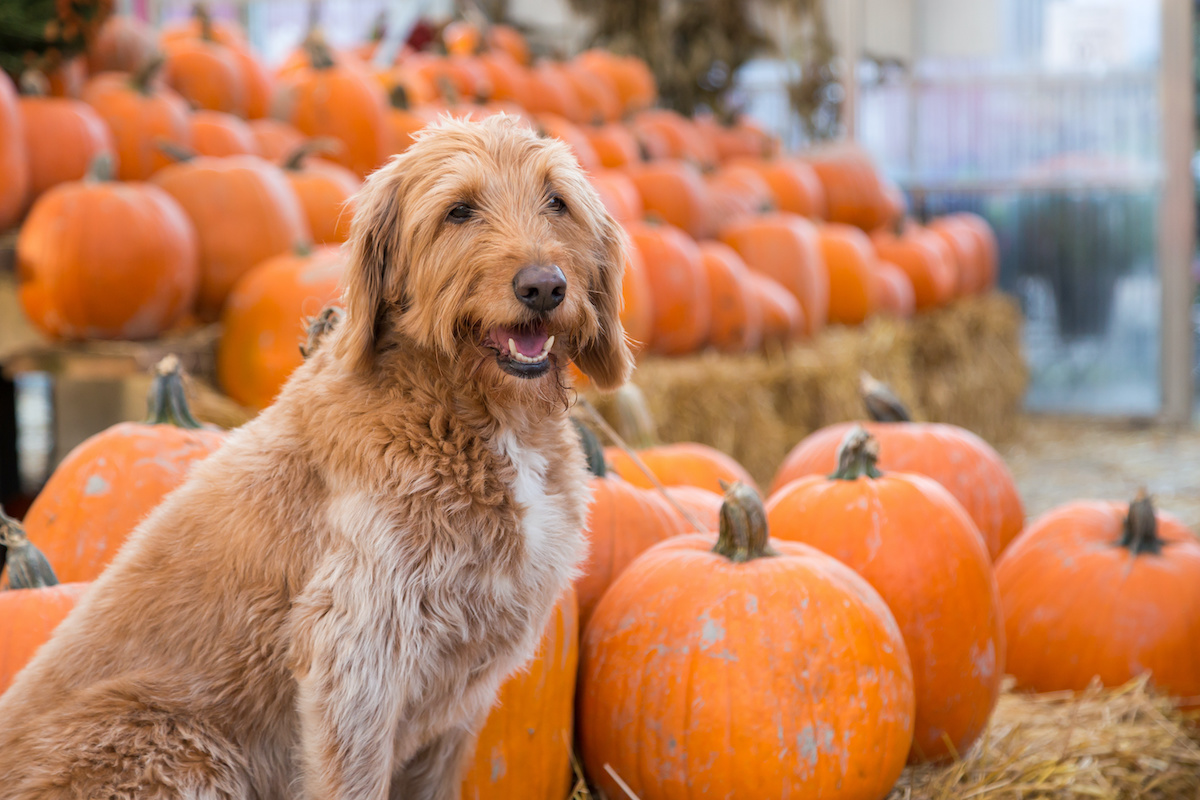 can dogs with pancreatitis eat pumpkin