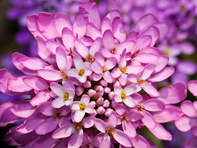 How to Grow Candytuft Flowers 5 Care Tips for Candytufts 2024