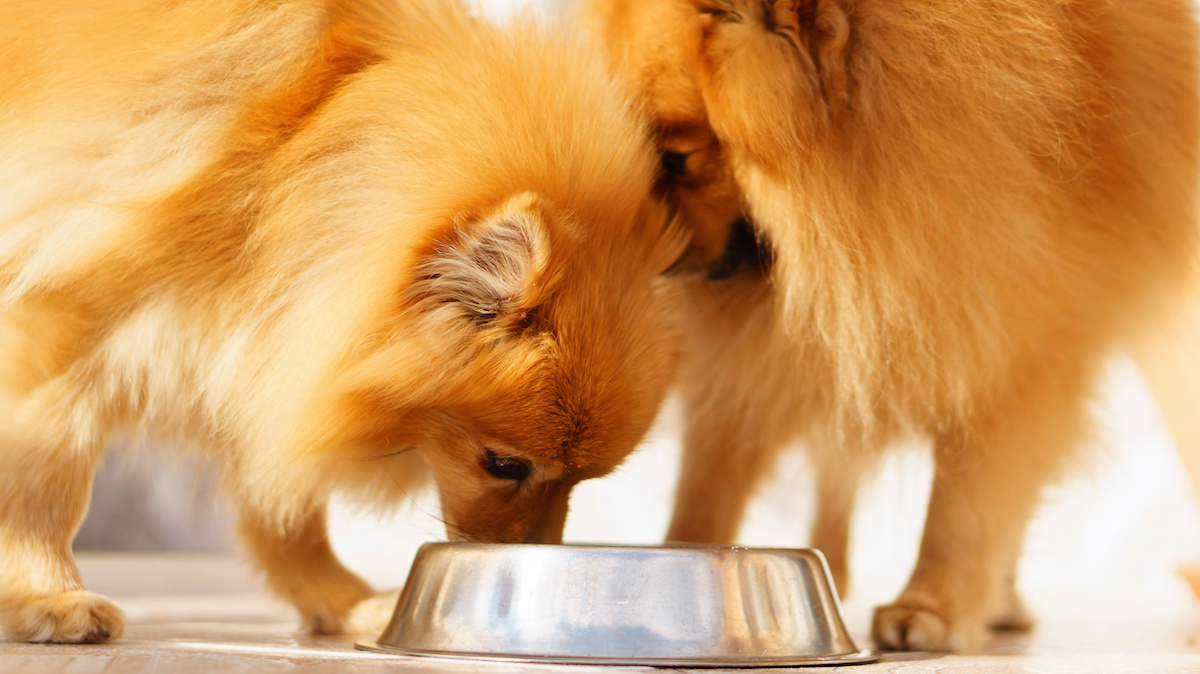 can dogs eat whole grain cereal