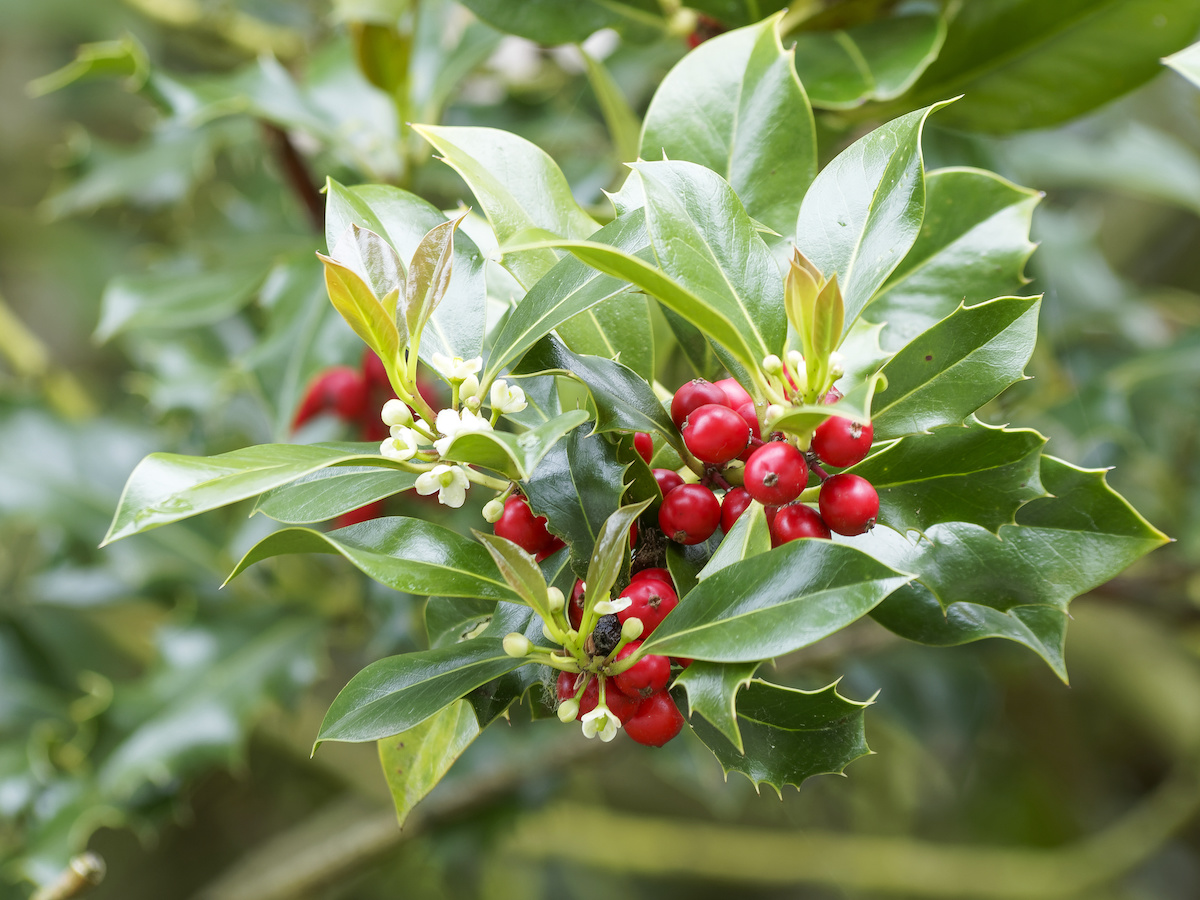 Winterberry Holly Plant Guide: How To Grow Winterberry Holly - 2024 ...