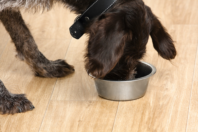 Can Dogs Eat Mussels? 3 Health Benefits of Mussels for Dogs 2024