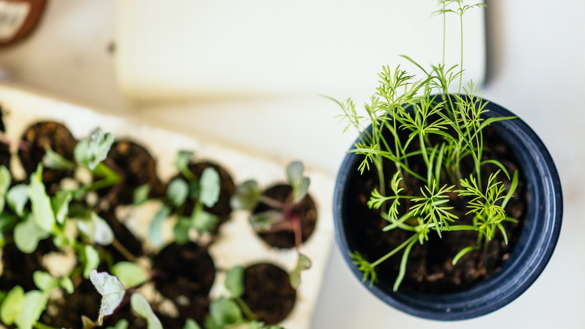 Make Recycled Seed Paper