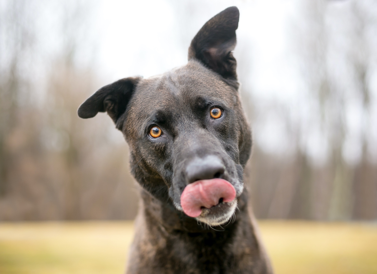 is banana nut bread good for dogs