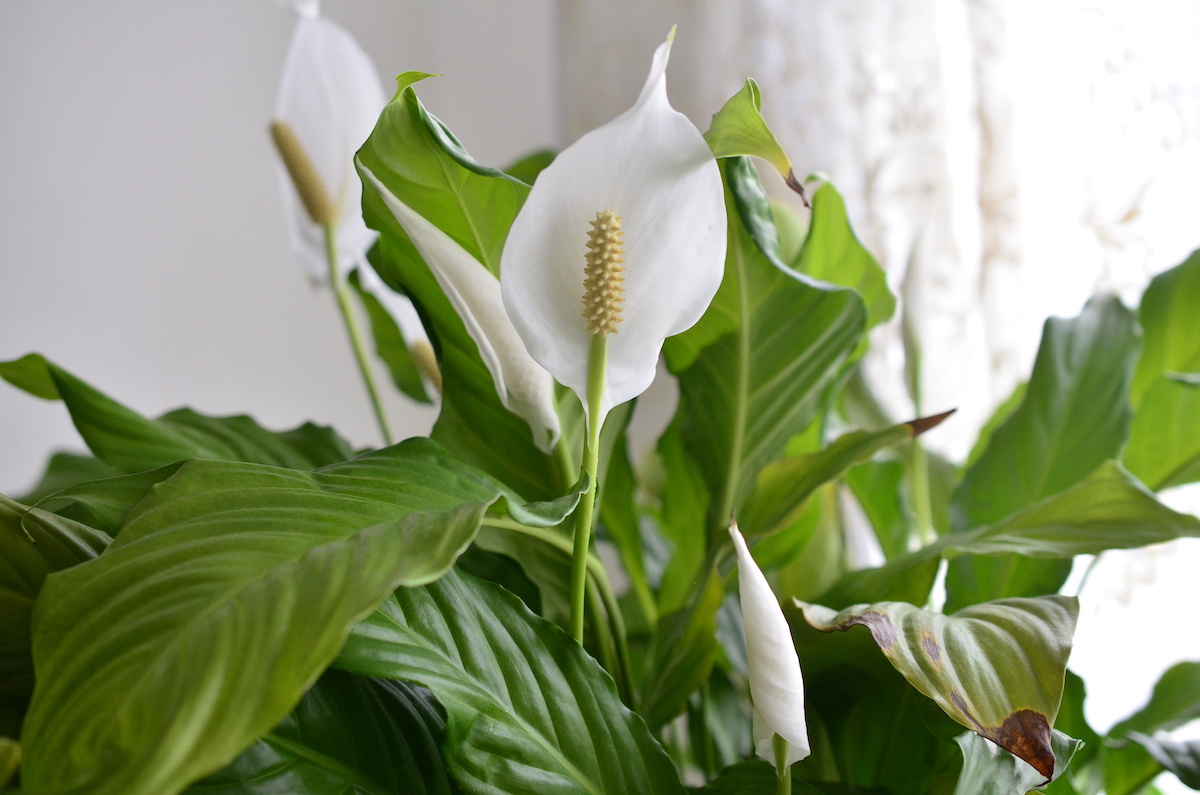 9 Best Flowering Houseplants: A Guide to Indoor Flowers - 2026 - MasterClass