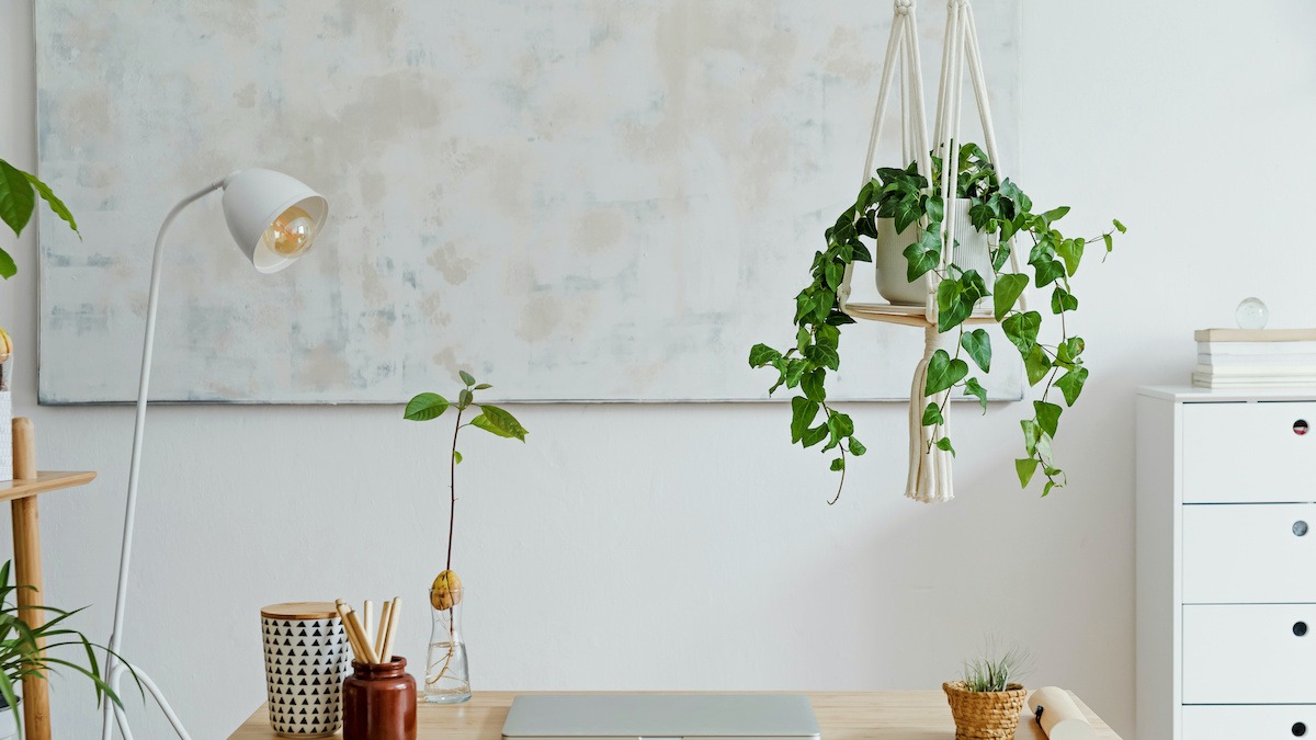How to Hang Houseplants From the Ceiling in 5 Simple Steps - 2024 -  MasterClass