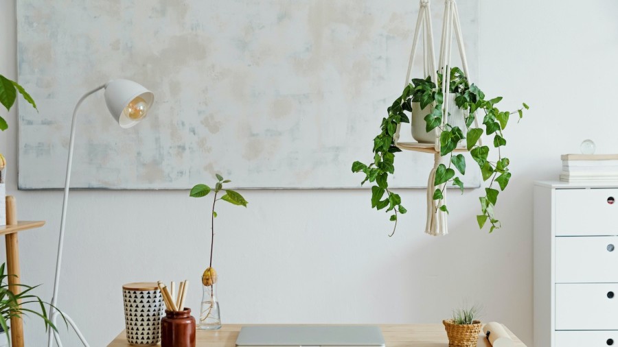 How To Hang Houseplants From The Ceiling In 5 Simple Steps 2022 Masterclass - How To Hang Things From Ceiling No Holes