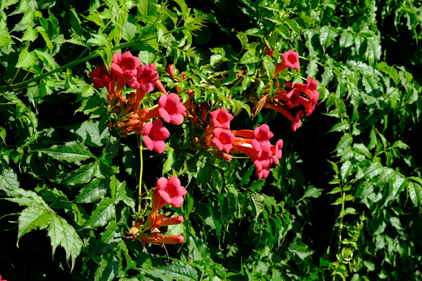 Hummingbird Vine How to Care For Hummingbird Vine 2024 MasterClass