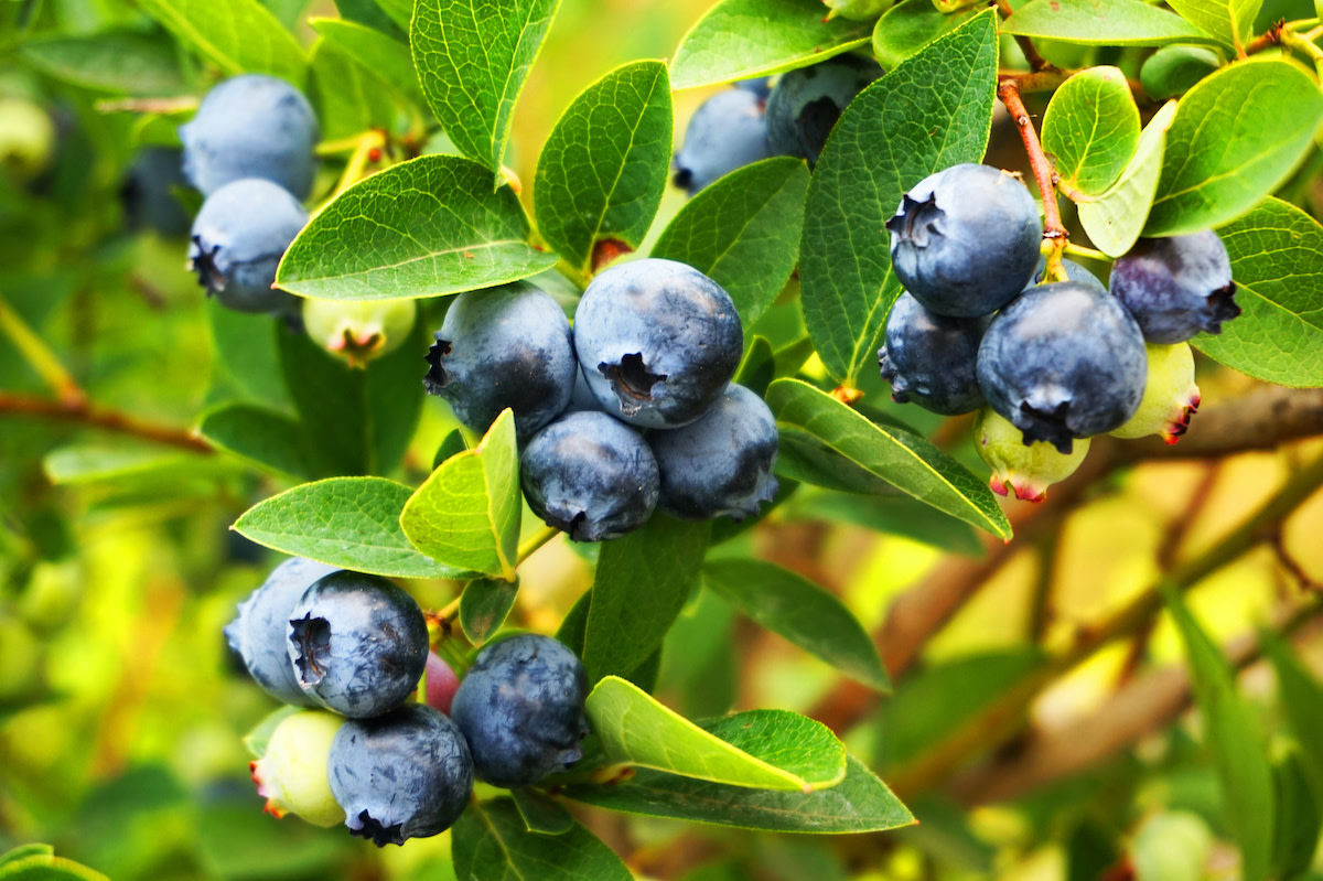 12 Blueberry Varieties to Grow in Your Garden - 2024 - MasterClass