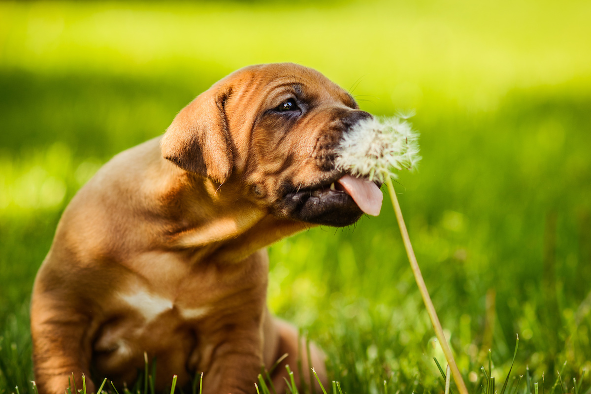are dandelion flowers bad for dogs