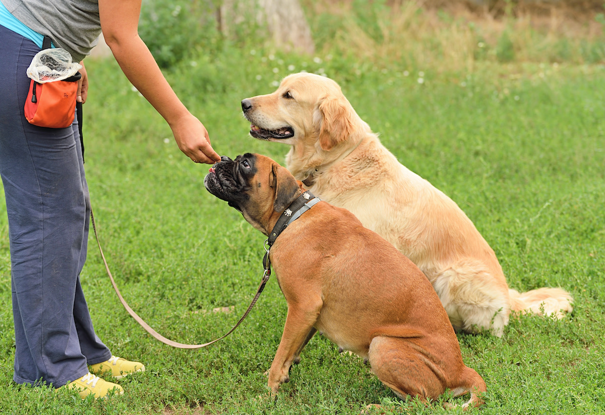 can-dogs-eat-dragon-fruit-4-benefits-of-dragon-fruit-for-dogs-2022
