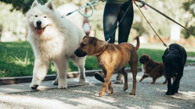 how-to-walk-multiple-dogs-at-once