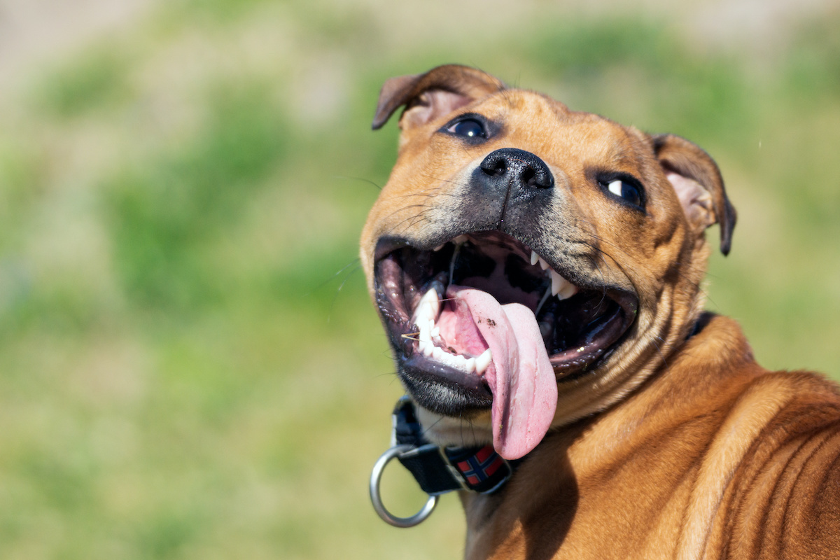 7 Reasons For Dog Panting In Car [Warning!] - Oodle Life