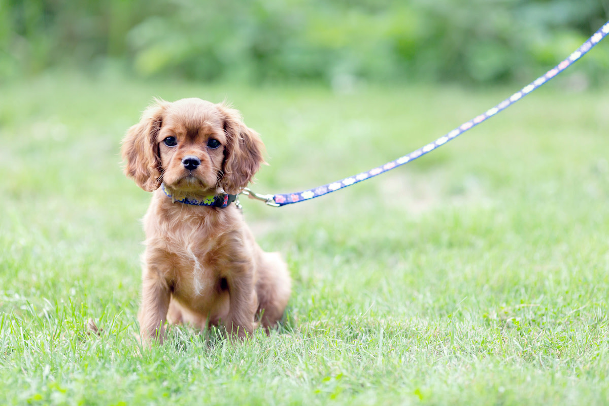 4 month old puppy leash training