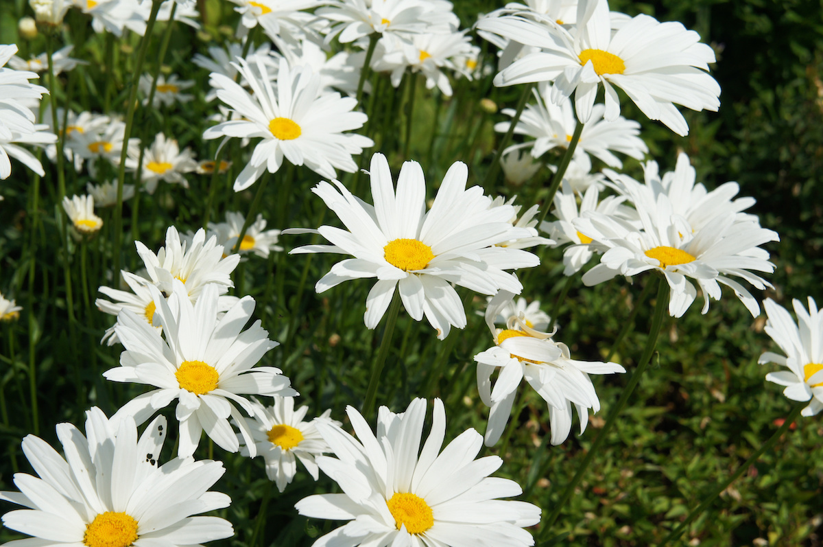 Marguerite Daisy Care Guide - 2024 - MasterClass