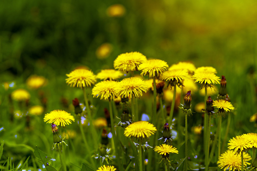 Are Dandelions Edible Raw? How to Forage Wild Dandelions 2024