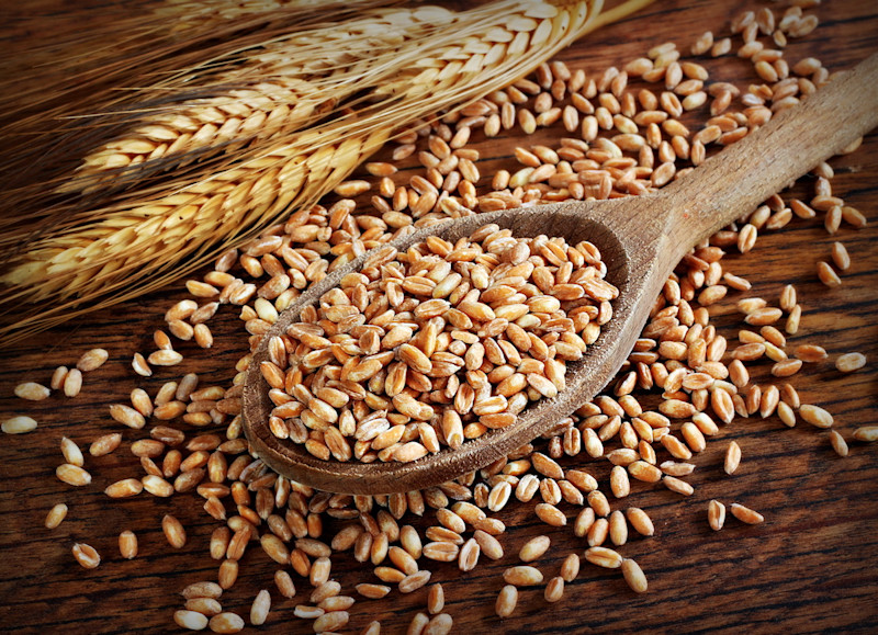 uncooked farro in a wooden spoon