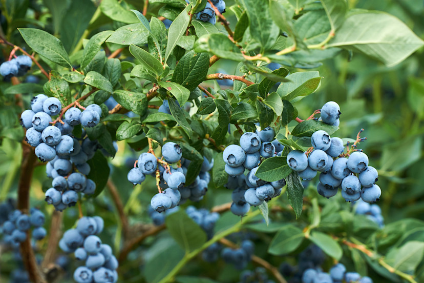 Blueberry Companion Planting What to Plant With Blueberries 2024