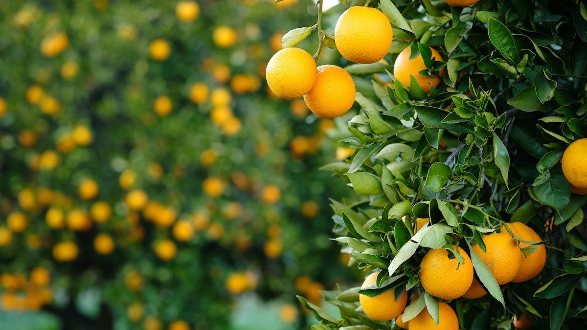 How to Sprout and Grow Orange Trees: 5 Gardening Tips - 2022 - MasterClass
