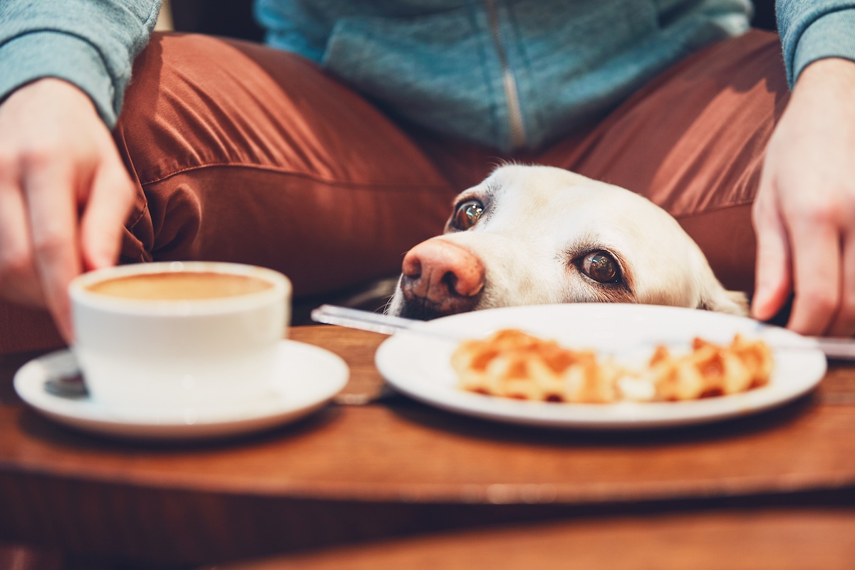 can a dog drink coffee
