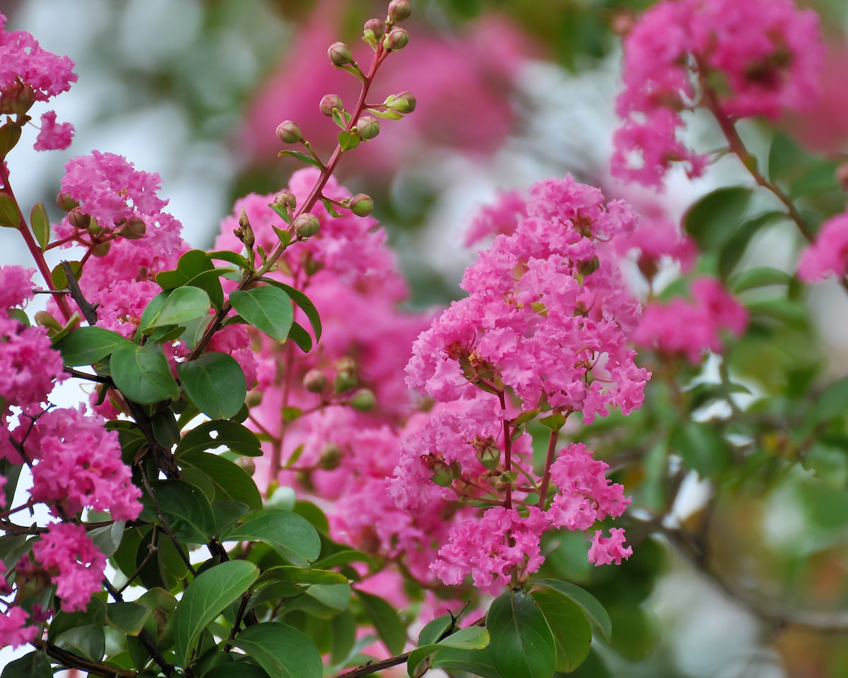 Crepe Myrtle Care Guide: How to Plant and Grow Crepe Myrtles - 2022 ...