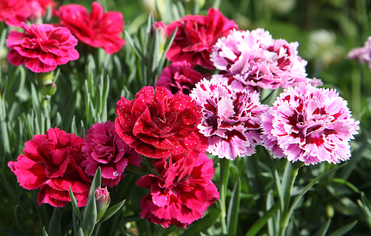 Carnation Flower