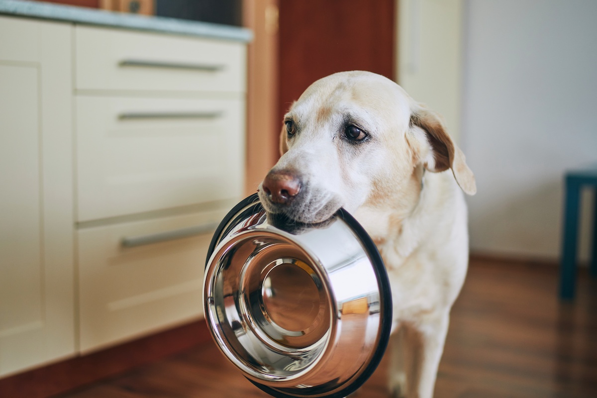 are plantains chips bad for dogs