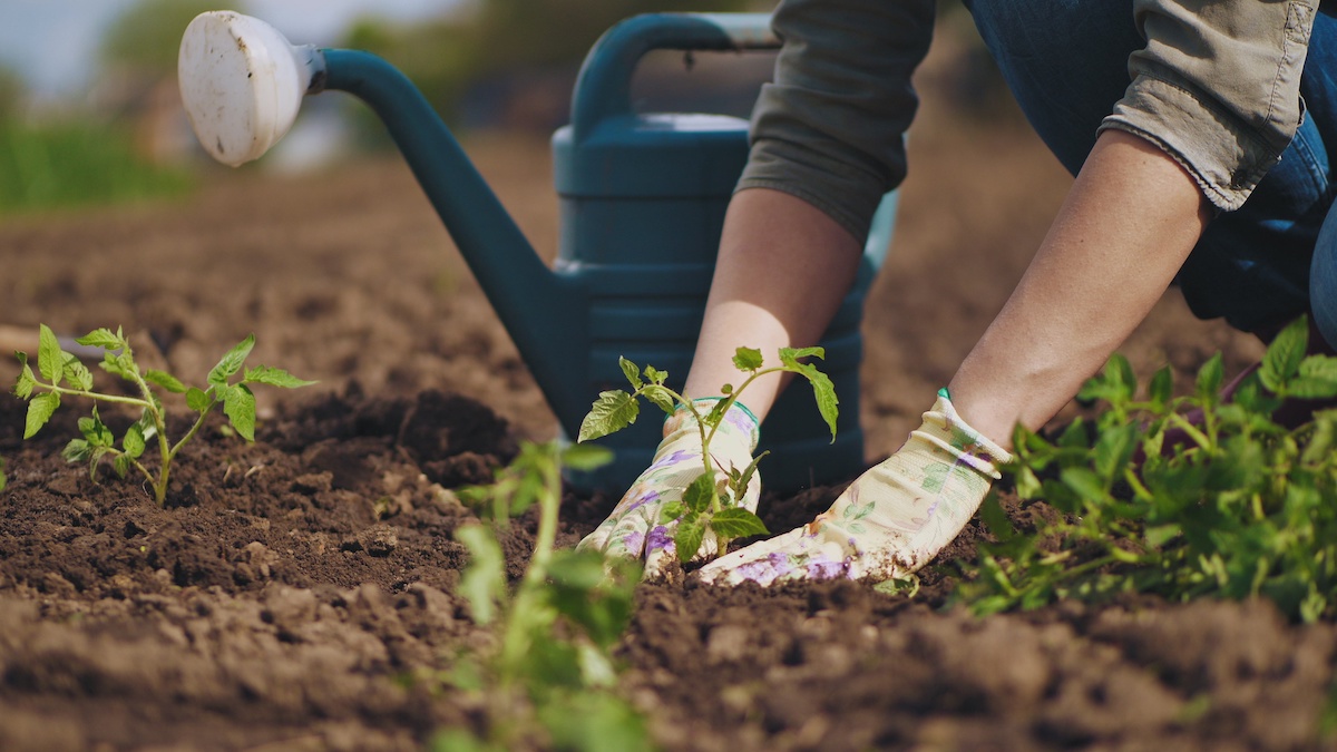 4 Benefits of Using Horticultural Sand in Your Soil Mixes - 2024 -  MasterClass