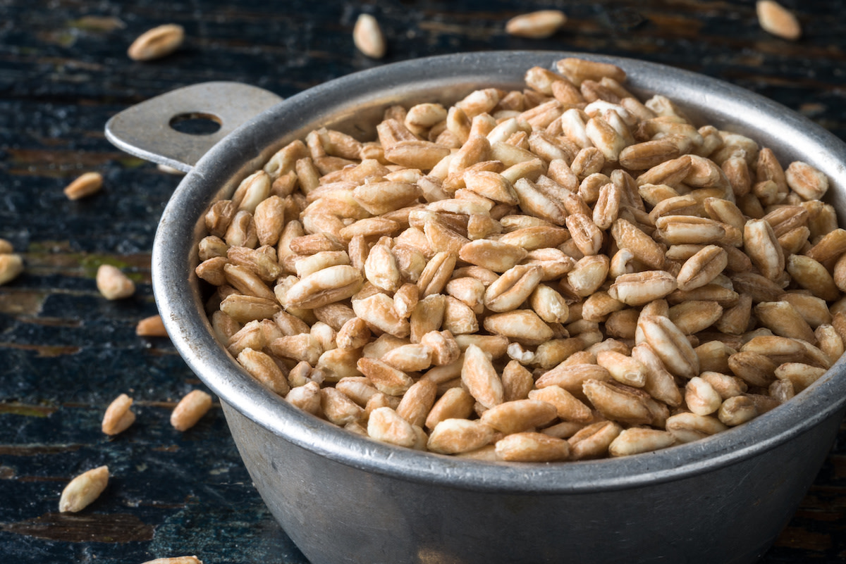 Raw farro grain in measuring cup