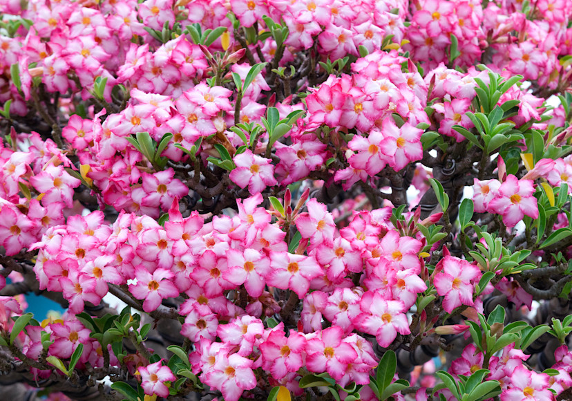 Desert Rose Care Growing Desert Roses Indoors or Outdoors 2024