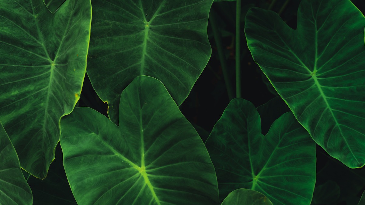 Overwintering Elephant Ears: How to Overwinter Elephant Ears - 2026 -  MasterClass