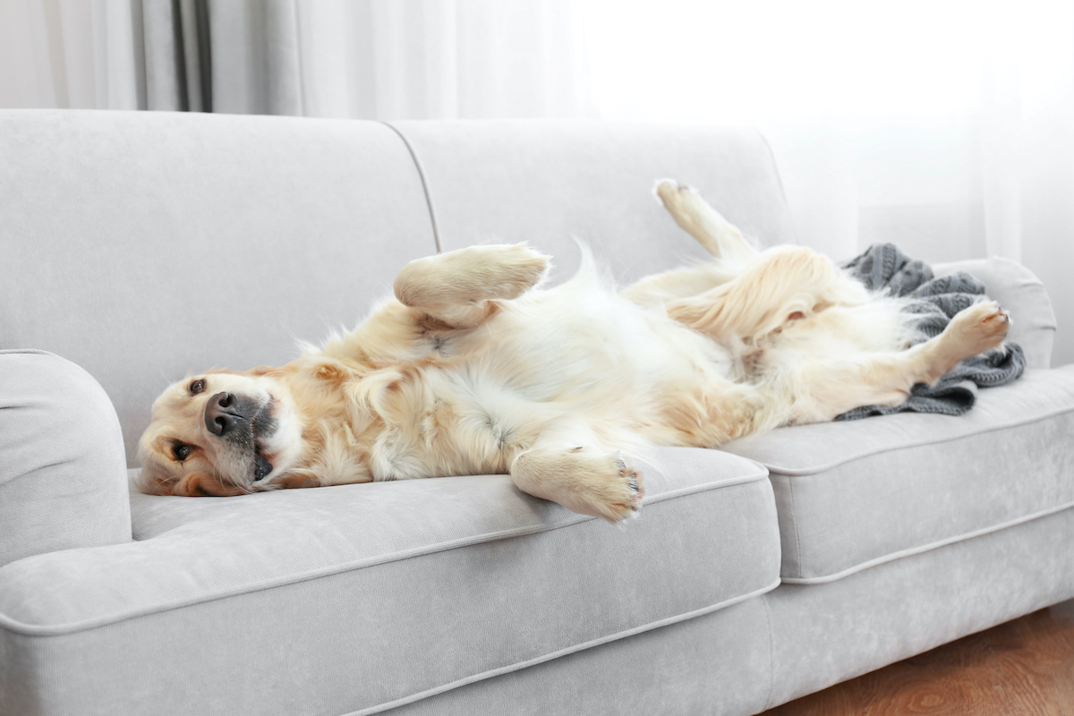 How To Keep Your Dog Off Furniture 2024 MasterClass   AdobeStock 107899221 