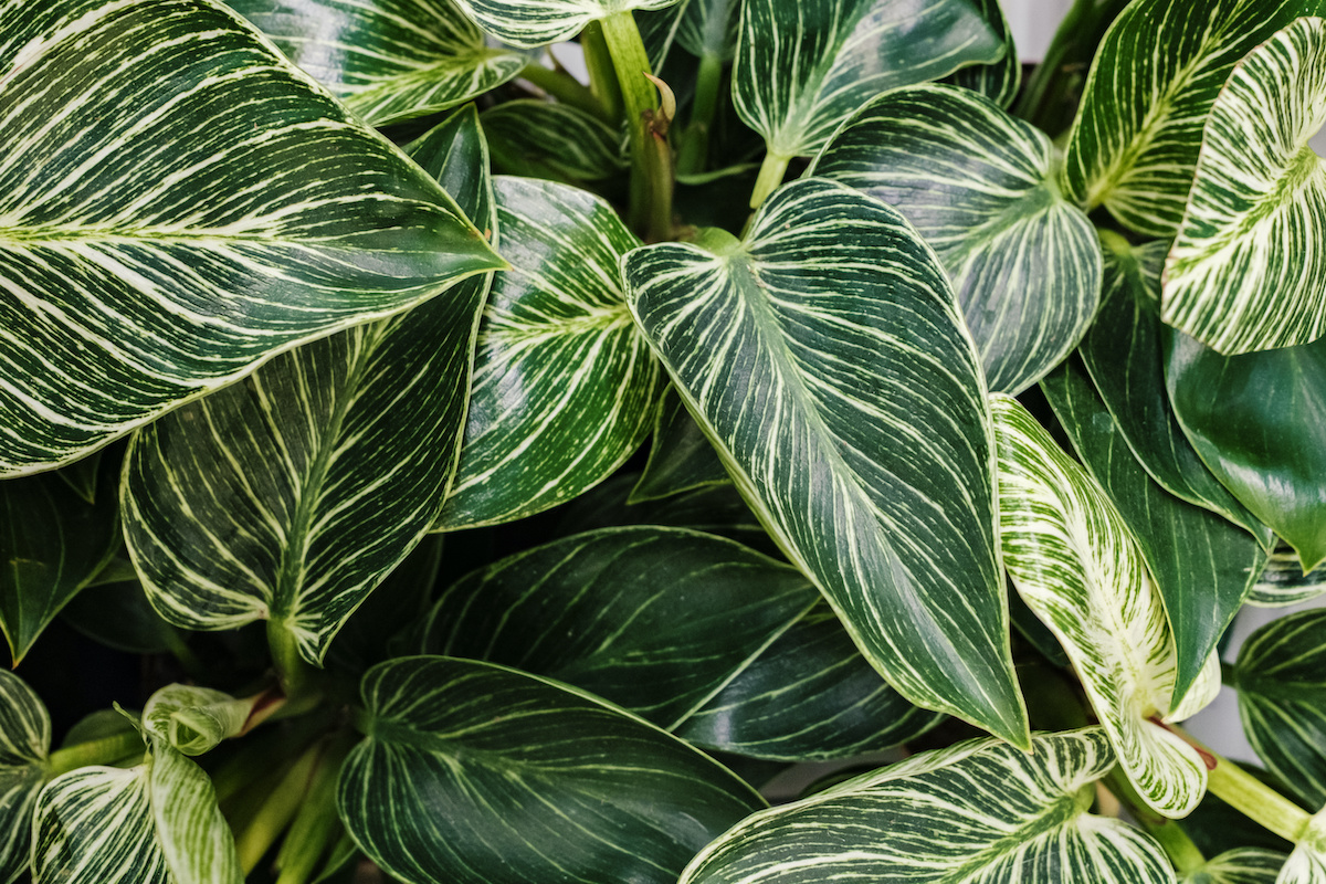 variegated houseplants